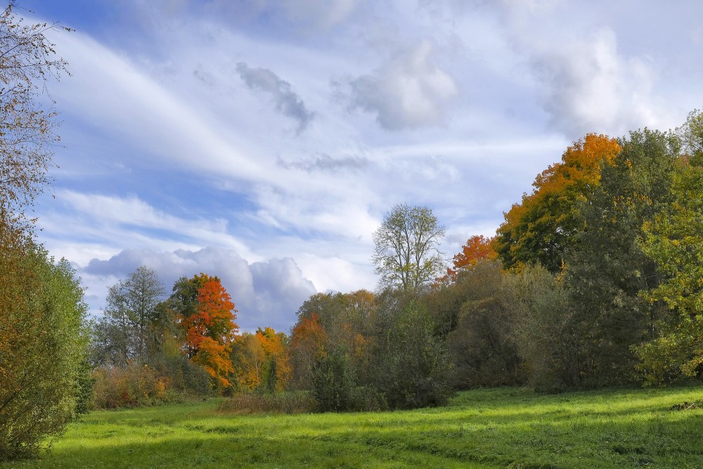 Krāsaina rudens mežmala zem mākoņainām debesīm