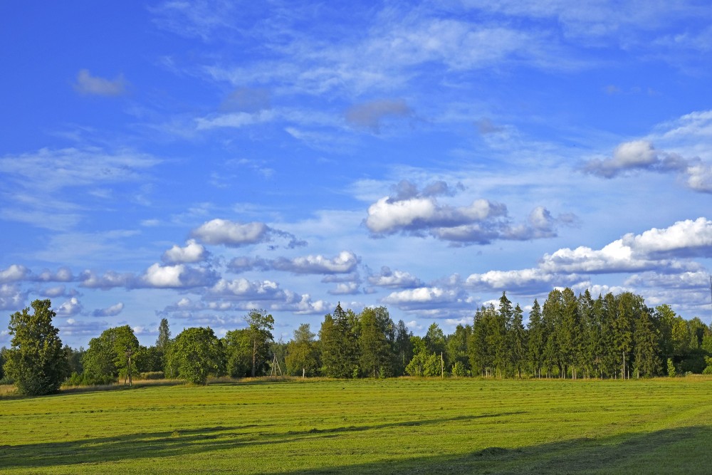 Landscape With Newly Mowed Meadow