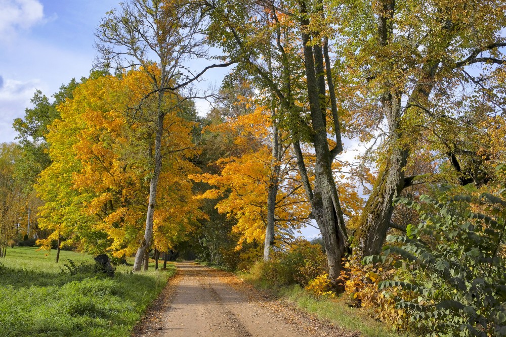 Golden Maple Alley in Park on a Sunny Autumn Day