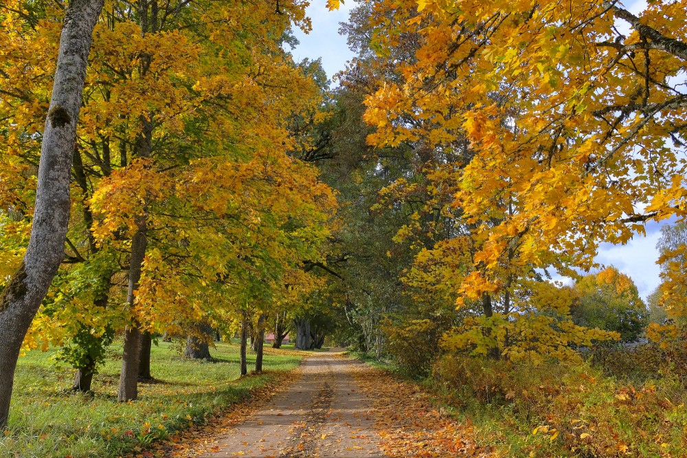 Koku aleja rudenī, ar dzeltenām lapām noklāts grantēts ceļš