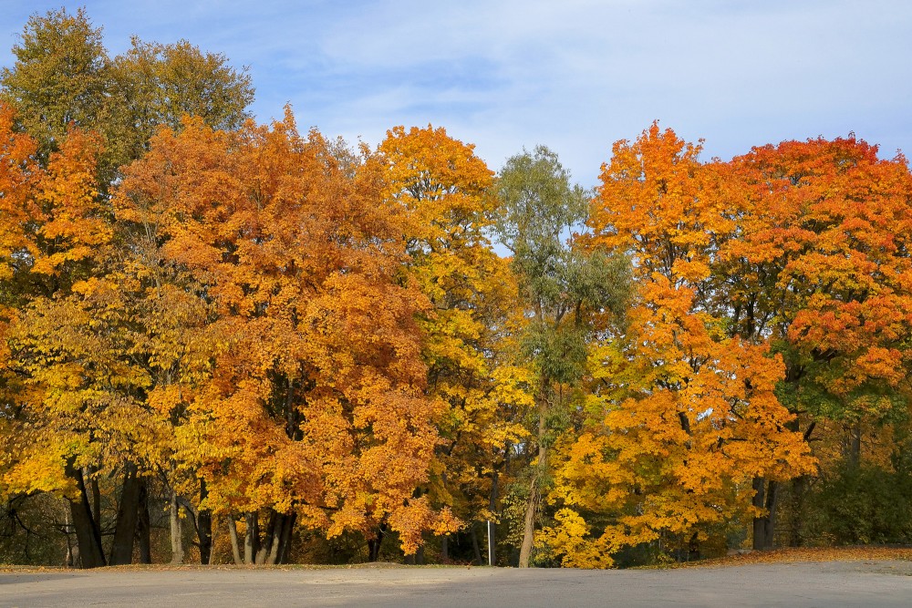 Vibrant Autumn Tree Crowns against Blue October Sky