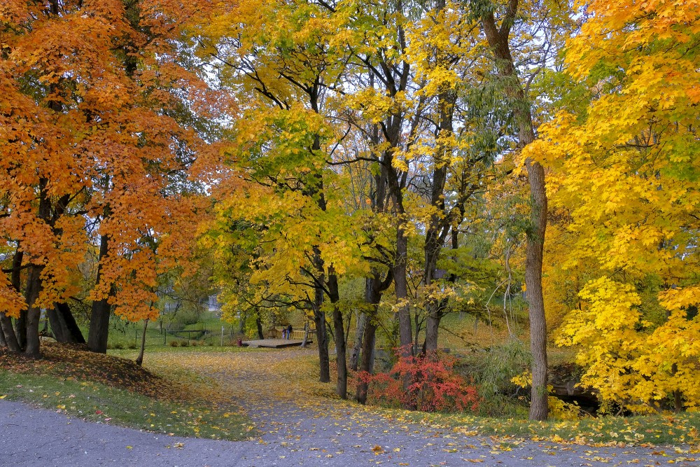 Golden Autumn Park Path with Benches and Colorful Trees