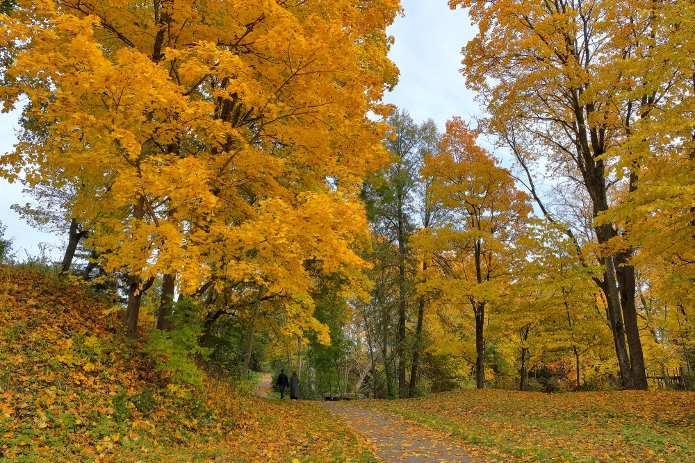 Golden Autumn Walk on Leaf-Covered Park Path