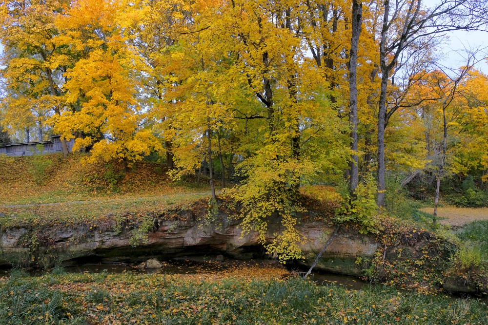 Golden Trees along Rocky River Bank in Autumn