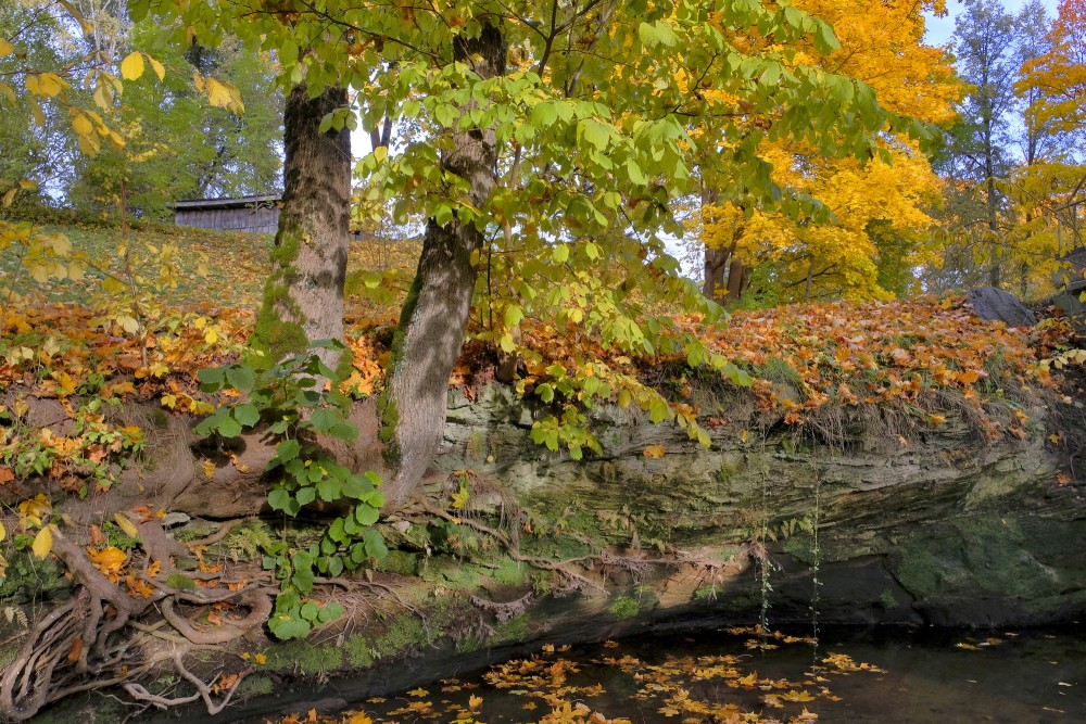 Trees with Exposed Roots on Sandstone Cliff in Autumn
