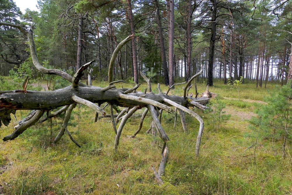 Nokaltis koks mežā