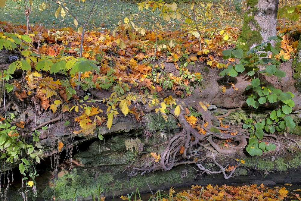 Close-Up of Sandstone Cliff with Autumn Leaves and Tree Roots