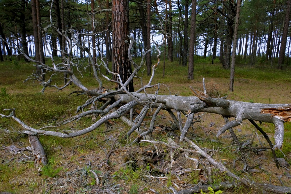 Dead Tree in a Pine Forest