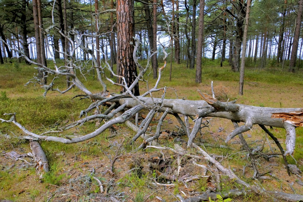 Dead Tree in a Pine Forest