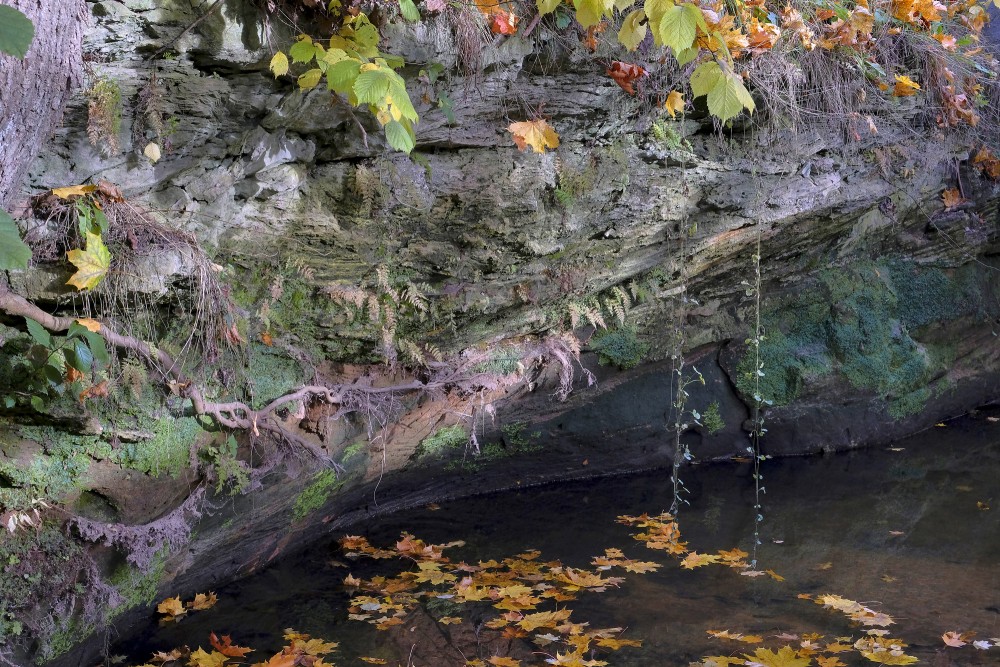 Sandstone Cliff with Autumn Leaves and Roots by the River