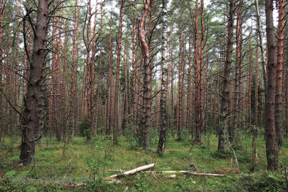 Jauns priežu mežs tuvu jūrai