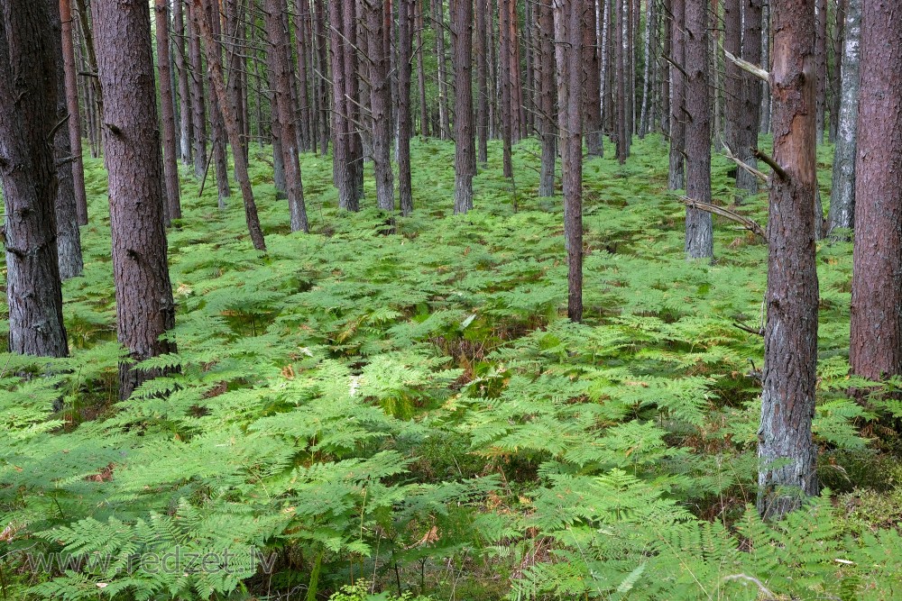 Ferns in a Pine Forest