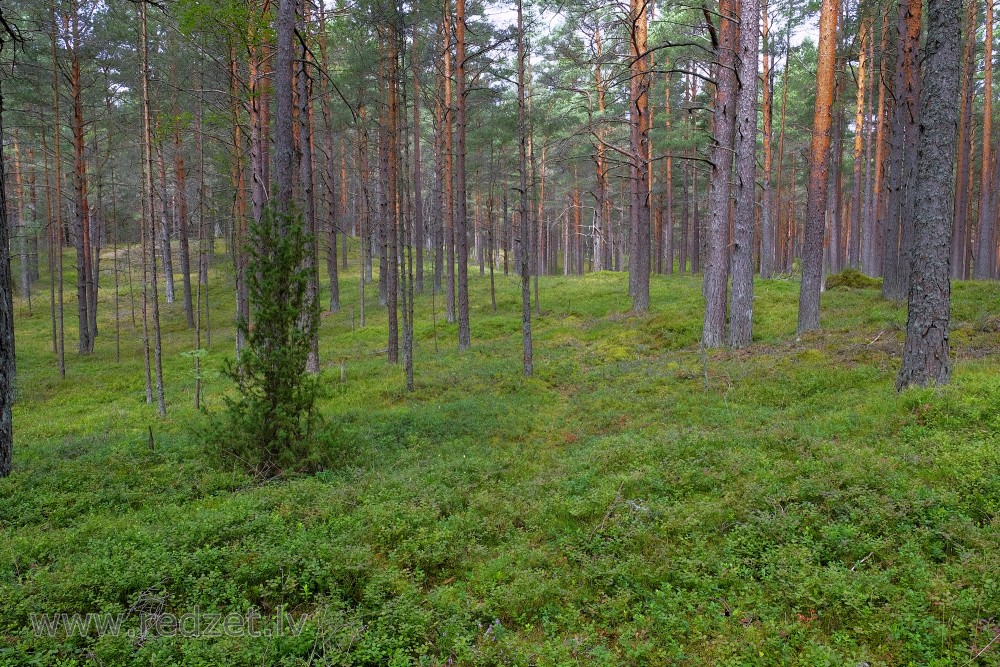 Pine Forest Near The Sea
