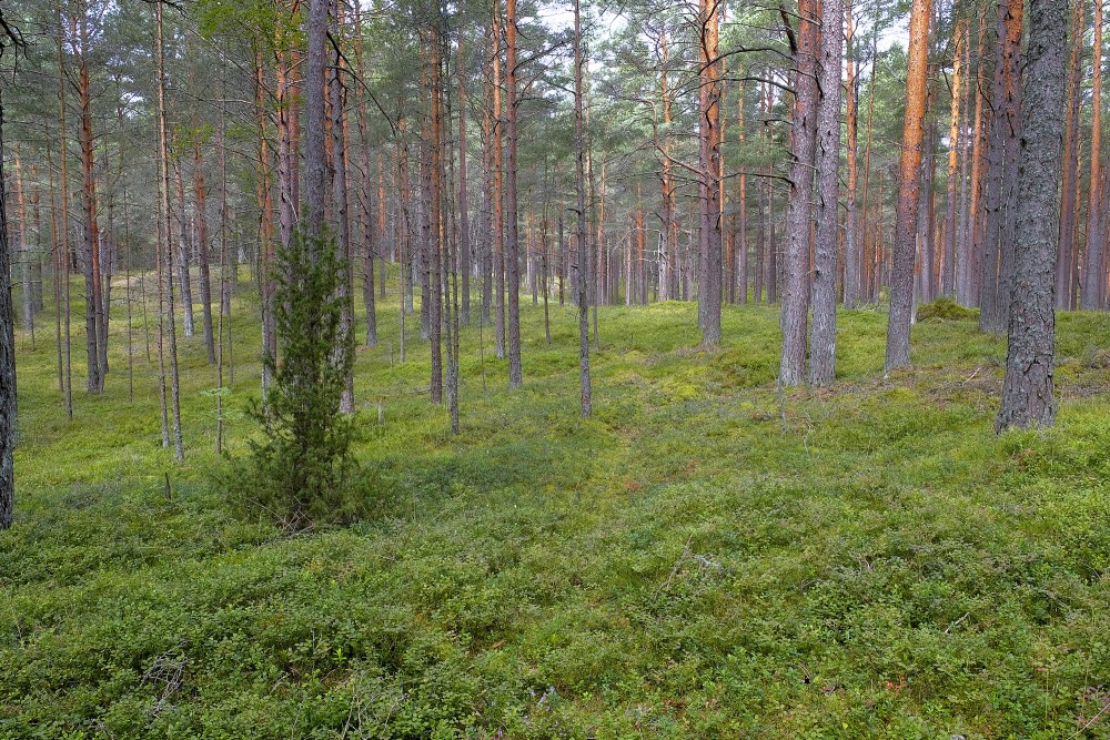 Priežu mežs jūras tuvumā