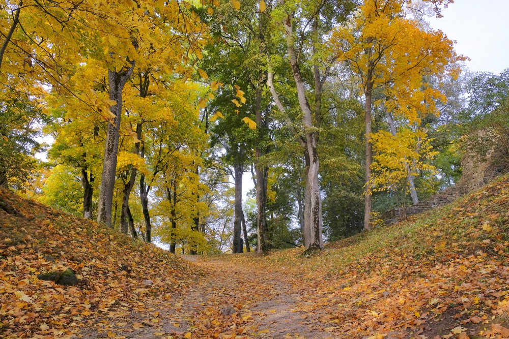 Leaf-covered Path in Lielvārde Park in Autumn