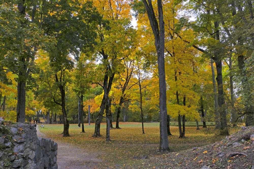 Leaf-covered Path Among Ancient Trees in October