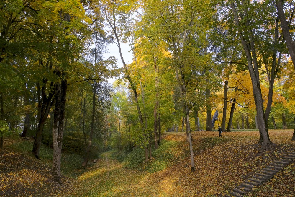 Autumn Sun Rays Through the Golden Leaves in the Park