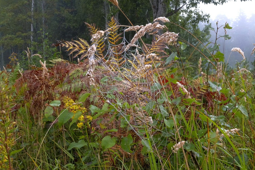 Mežmala miglainā dienā