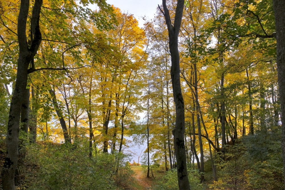 Autumn Forest Path Leading to a Serene Lake