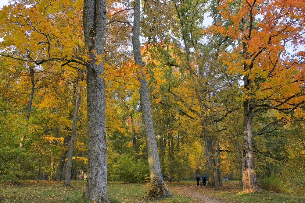 Golden autumn park landscape