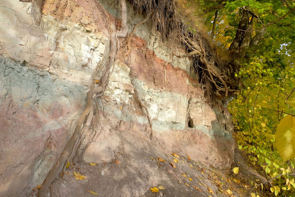 Exposed Tree Roots on Colorful Sandstone Cliff in Autumn