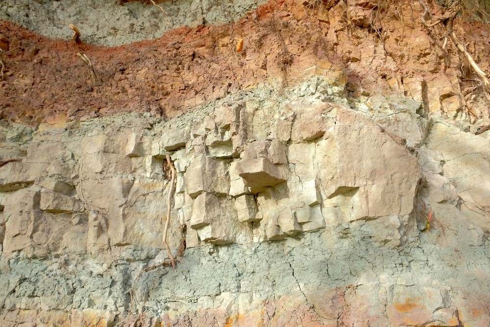 Layered Dolomite Outcrop with Exposed Roots Close-Up