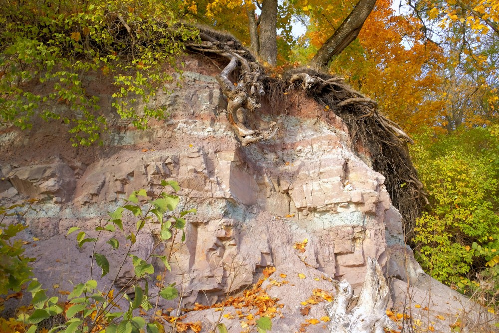 A tree grows on the edge of a dolomite cliff in golden autumn