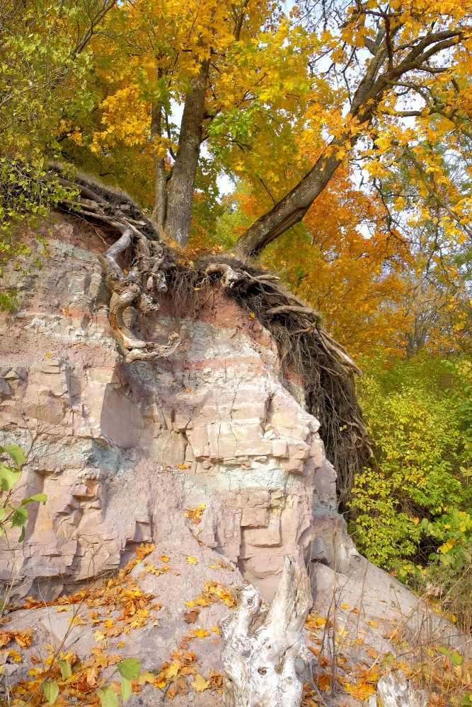Tree roots above a dolomite outcrop in autumn