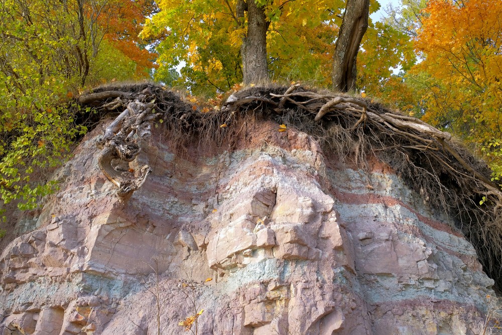 Layered dolomite outcrop with exposed tree roots in autumn