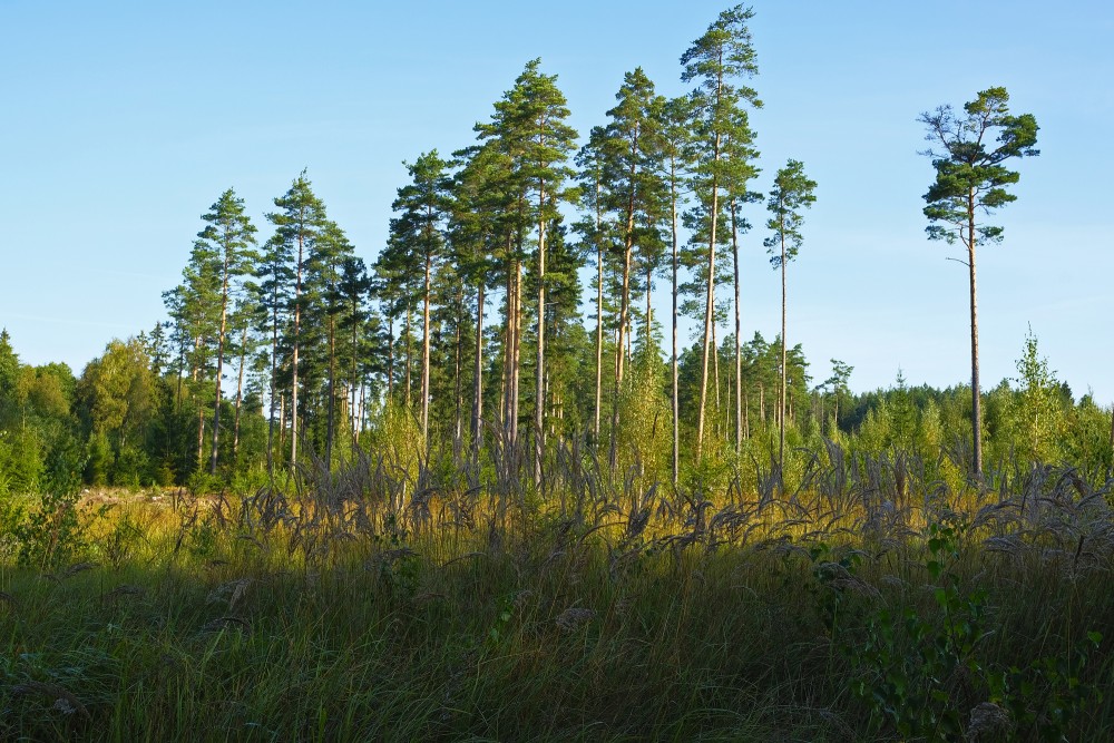 Forest Landscape With Pines