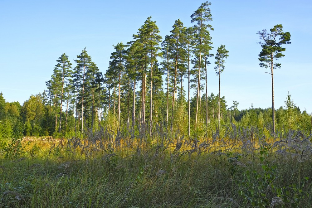 Meža ainava ar priedēm
