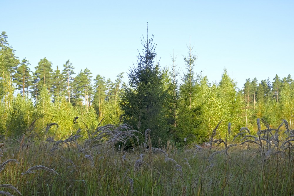 Meža ainava ar egli priekšplānā
