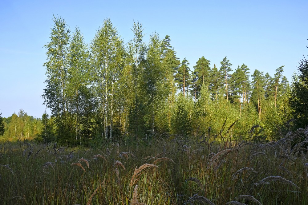 Meža ainava ar bērziem priekšplānā