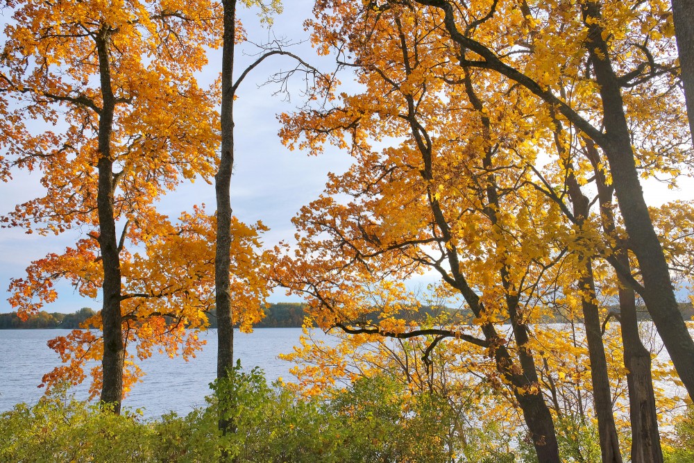 Zeltainas kļavas Daugavas krastā rudenī
