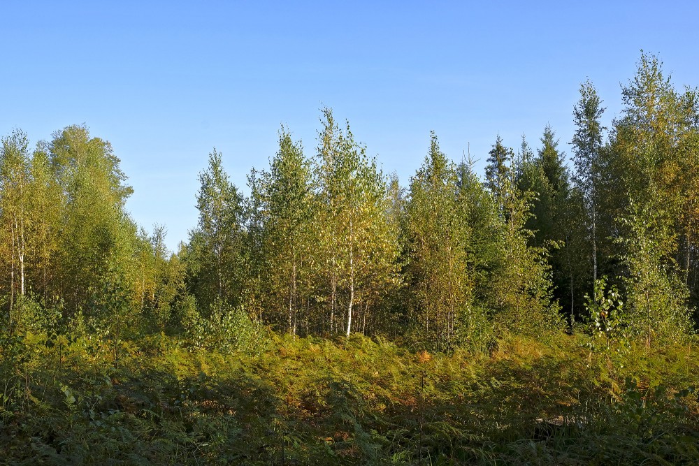 Rudenīgi bērzi un papardes mežmalā