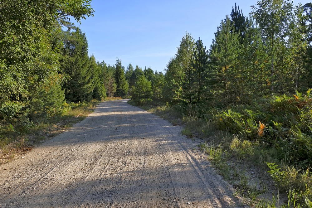 Meža ceļš Meža ceļš