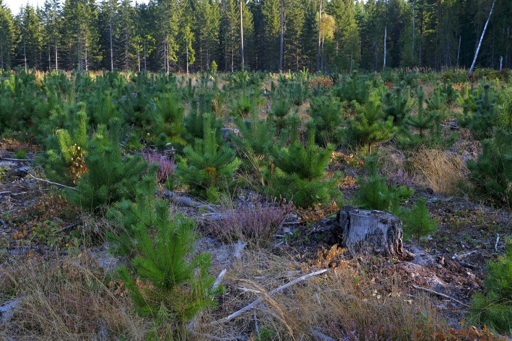 Young pine forest, seedlings