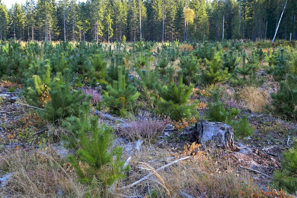 Pavisam jauna priežu jaunaudze