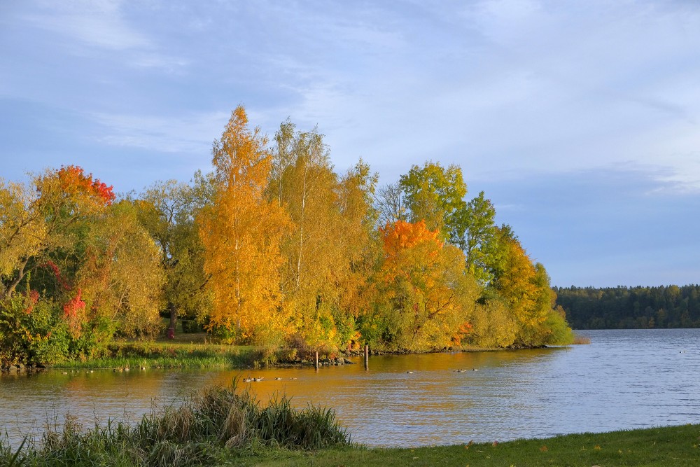 Krāsainas rudens koku ainavas Daugavas krastā