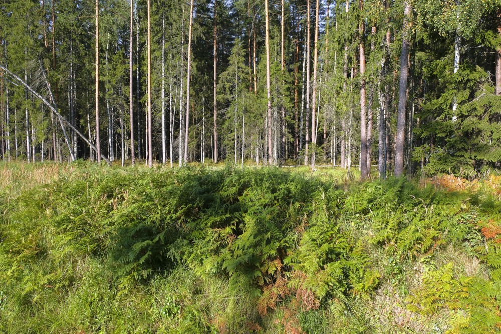Meža ainava ar papardēm