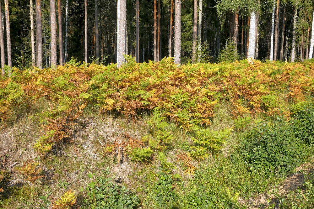 Rudenīga meža ainava ar papardēm