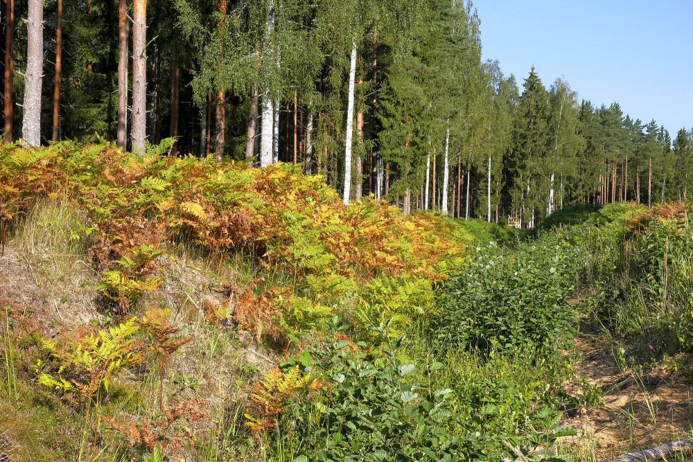 Meža ainava ar papardēm