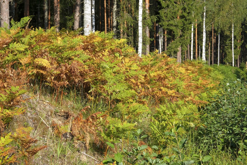 Parastās ērgļpapardes rudenī