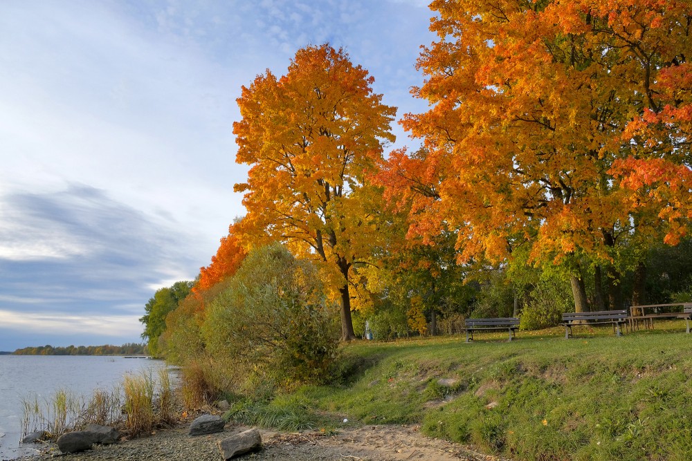 Vibrant autumn foliage by the Daugava with benches for peaceful relaxation