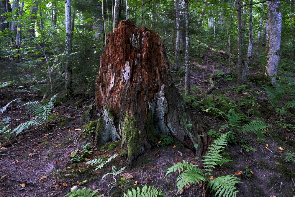 Rotten Tree Stump