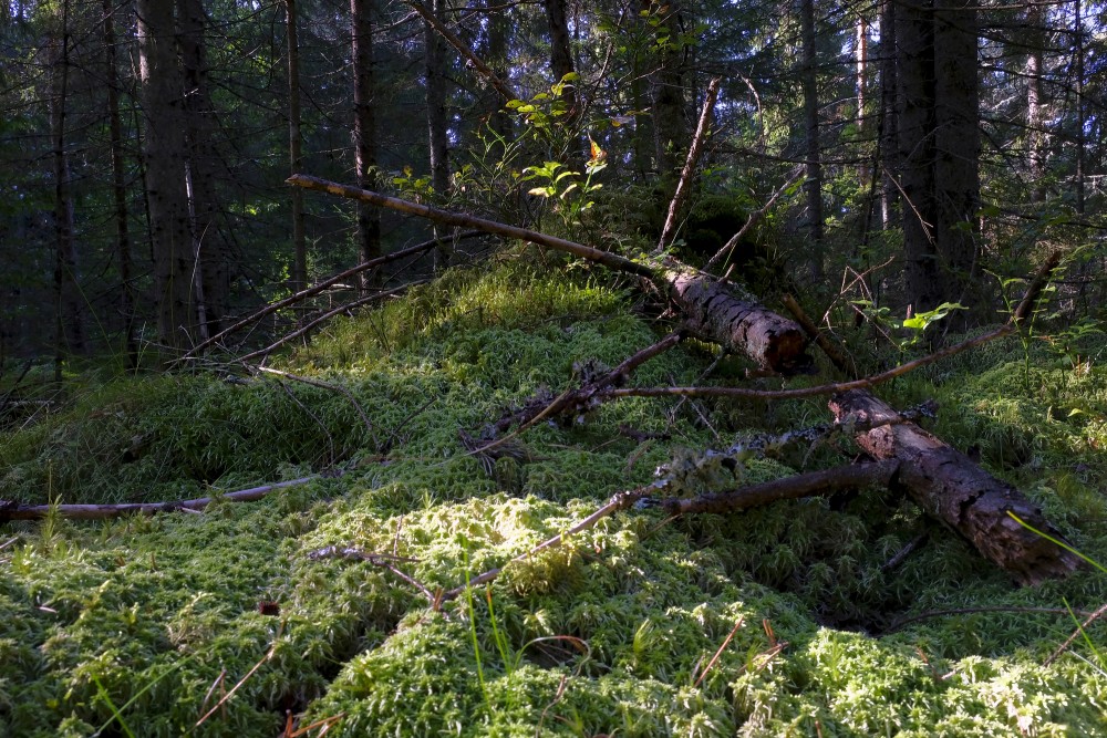 Nokritis priežu stumbrs mežā
