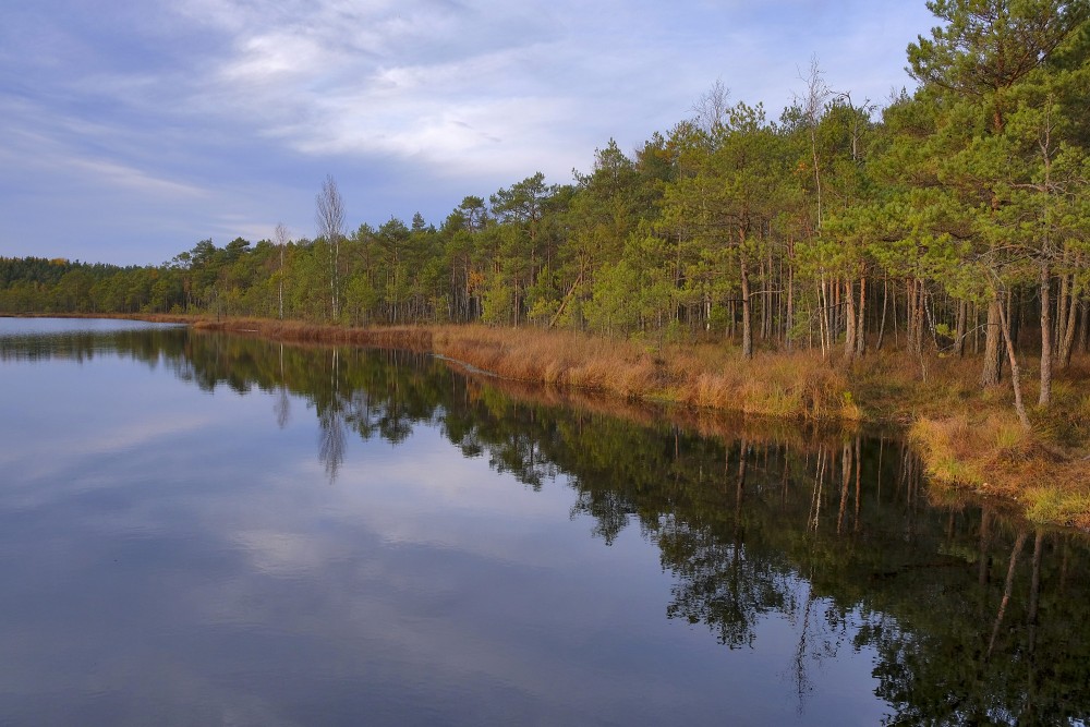 Bezdibeņa ezera krasts ar mierīgu ūdeni un skujkoku meža joslu