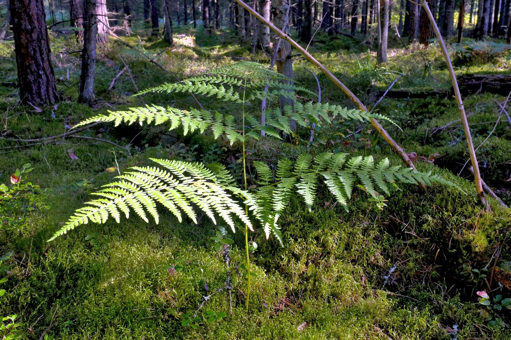 Ērgļpapardes tuvplāns mežā Ērgļpapardes tuvplāns mežā