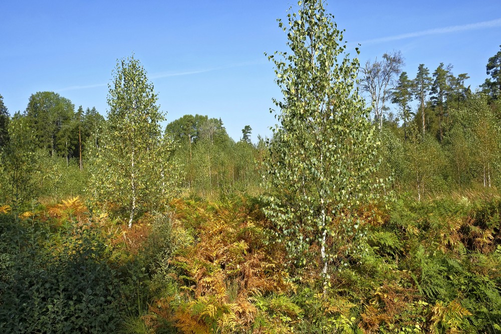 Bērzi un papardes mežā