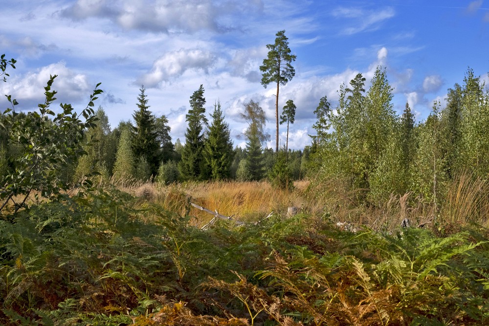 Meža ainava rudenī